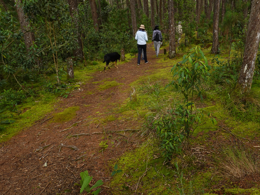 Bosque